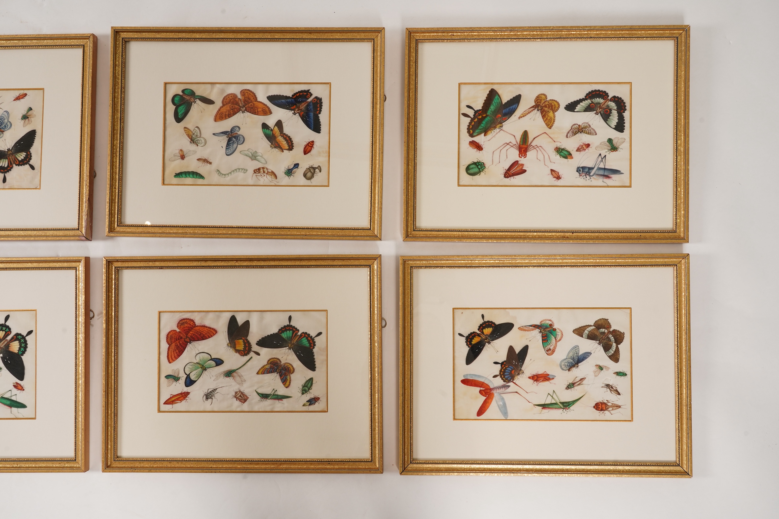 Chinese School , (mid 19th century), Butterfly and insect studies, A set of eight watercolours on pith paper, each image 16 x 26cm, staining